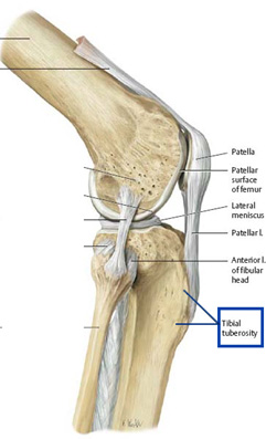 Tibial Tuberosity Anatomy